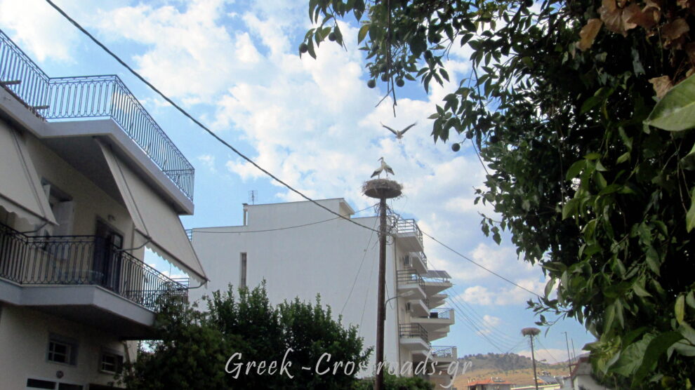 Φιλιππιάδα Πρέβεζα πελαργός